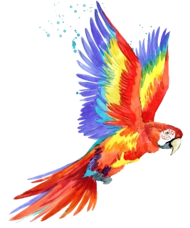 NAŽEHLOVAČKA - Multicolor papoušek